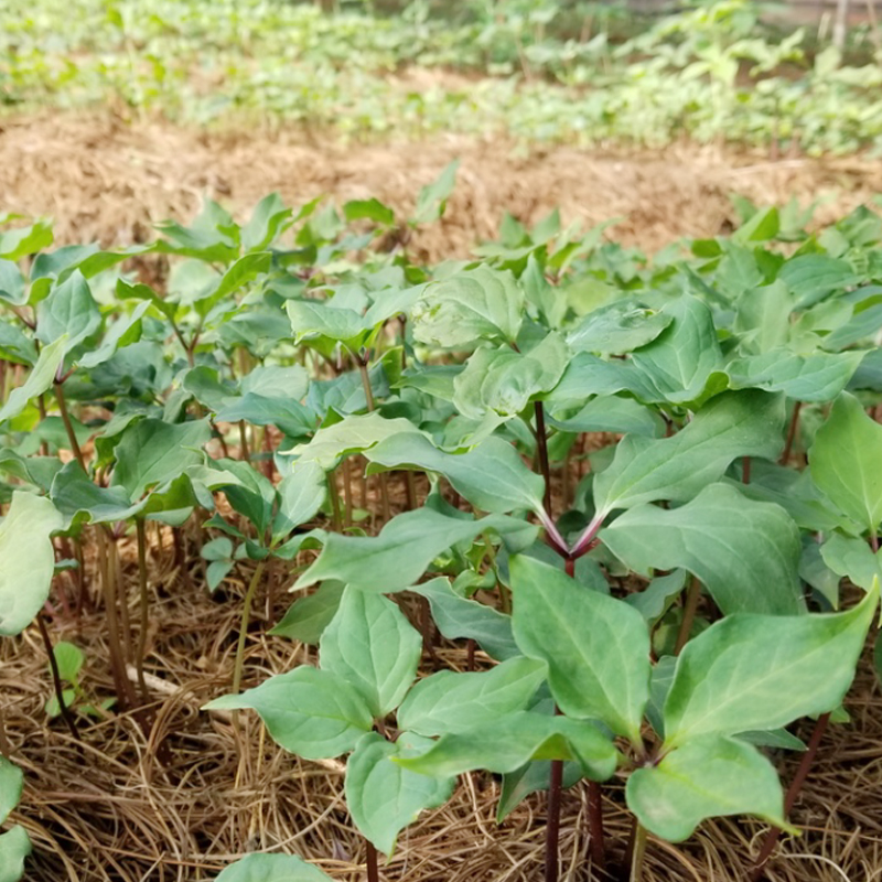 雲(yún)南狗万農(nóng)業(yè)3年滇重樓種苗育苗基地